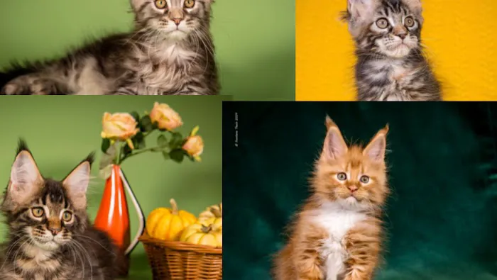 Mega Maine Coons Picture 6