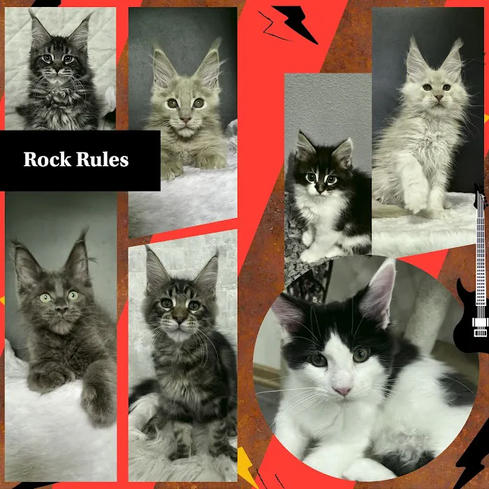 Mega Maine Coons Picture 8