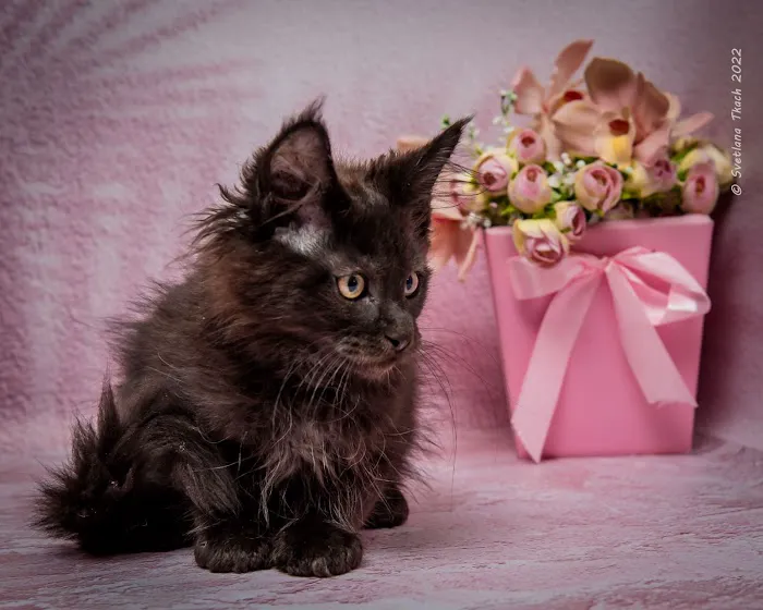 Mega Maine Coons Picture 10