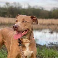 Janesville Animal Medical Center ico