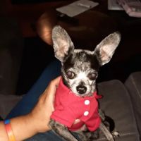 Dayton Veterinary Clinic ico