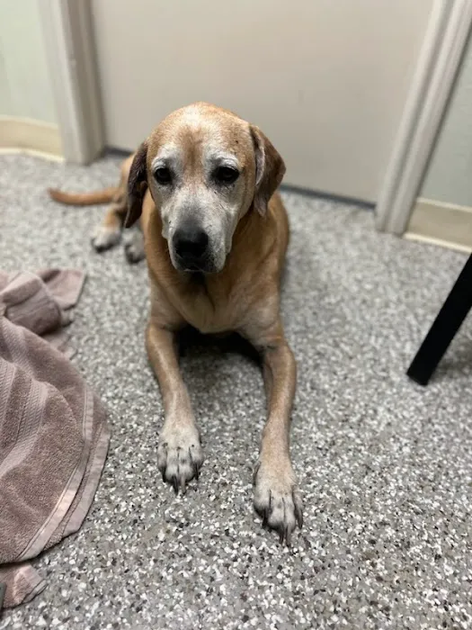 Dayton Veterinary Clinic Picture 4