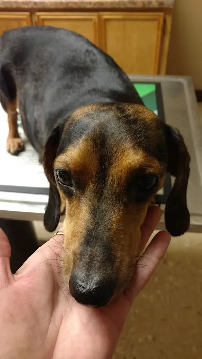 Trinity Animal Hospital Picture 3