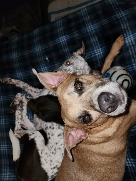 Trinity Animal Hospital Picture 1