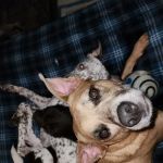 Trinity Animal Hospital