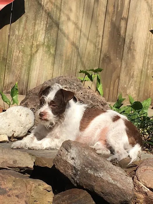 Animal Care Center-Lake Houston Picture 4