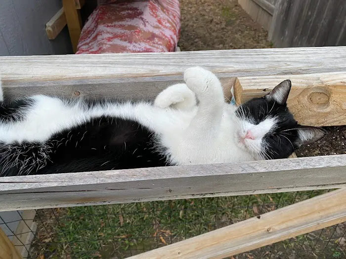 Animal Care Center-Lake Houston Picture 6