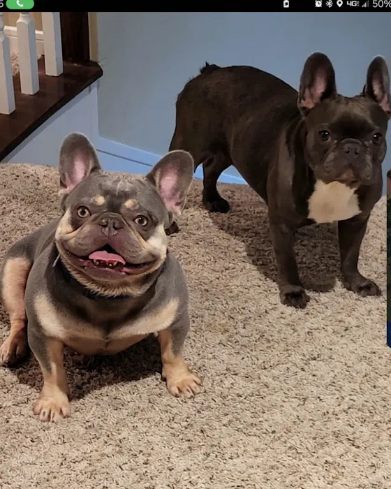 Animal Care Center-Lake Houston Picture 8