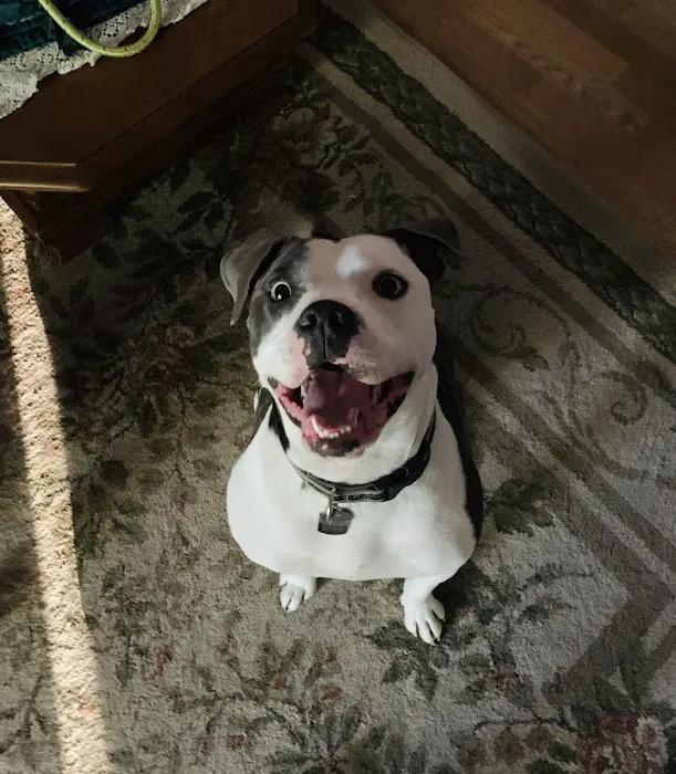 Animal Care Center-Lake Houston Picture 10