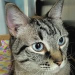 Crosby Veterinary Clinic