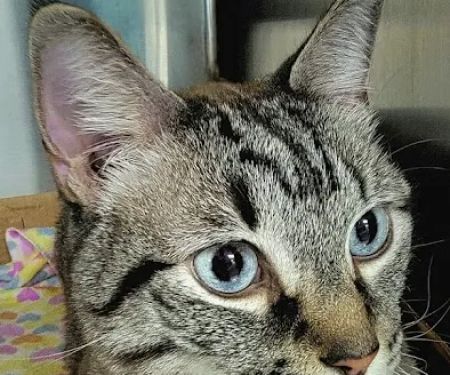 Crosby Veterinary Clinic