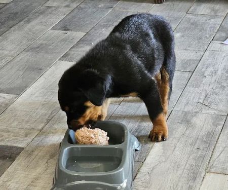 Caldwell Veterinary Clinic