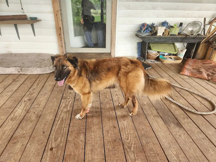 Bastrop Veterinary Hospital Picture 3