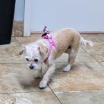 Bastrop Veterinary Hospital