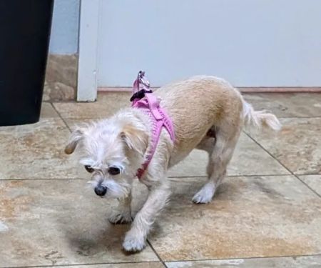 Bastrop Veterinary Hospital