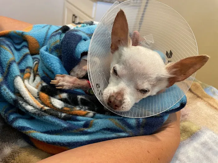 Bastrop Veterinary Hospital Picture 4