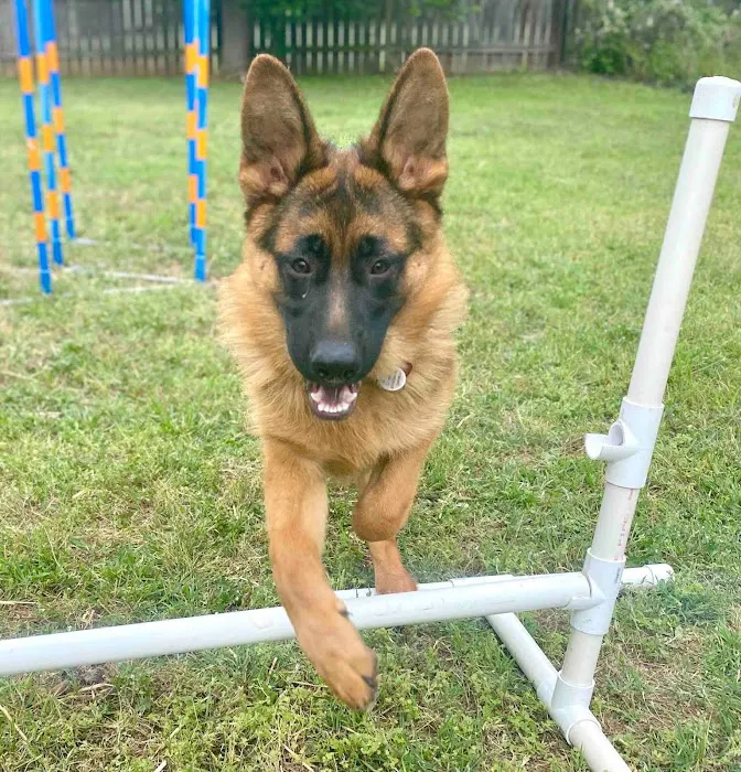 Bastrop Veterinary Hospital Picture 9