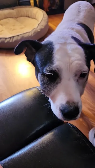 Crossroads Animal Hospital Picture 1