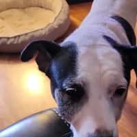 Crossroads Animal Hospital ico