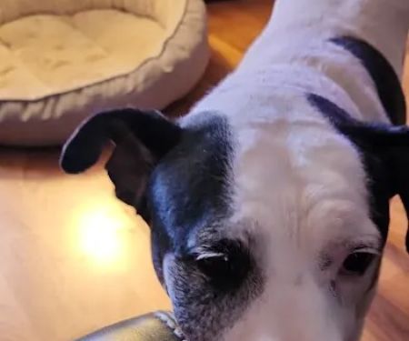 Crossroads Animal Hospital