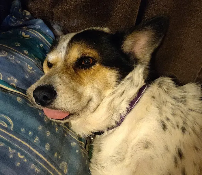 Crossroads Animal Hospital Picture 9