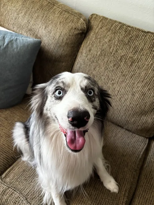 Crossroads Animal Hospital Picture 8