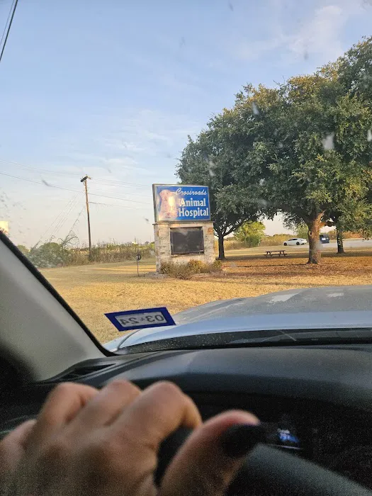 Halley Joey DVM Picture 3