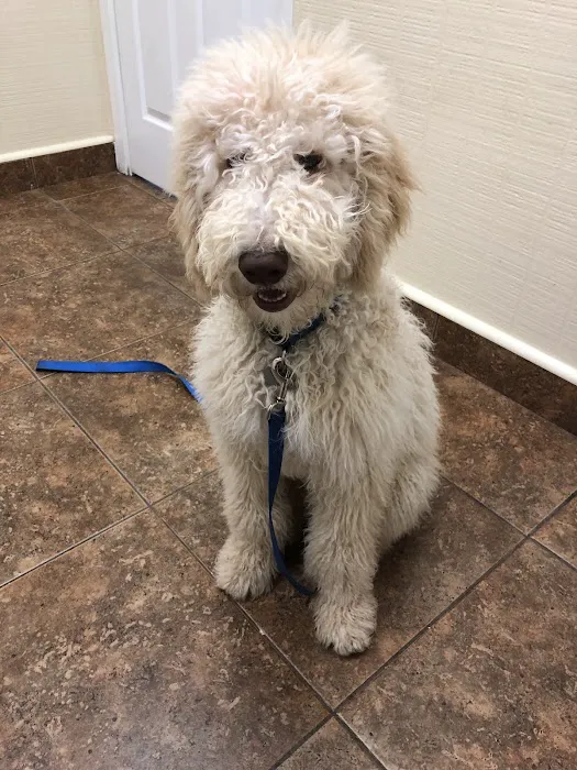 Halley Joey DVM Picture 1