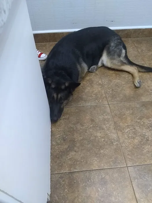 Halley Joey DVM Picture 4