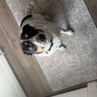 Vetco Total Care Animal Hospital ico