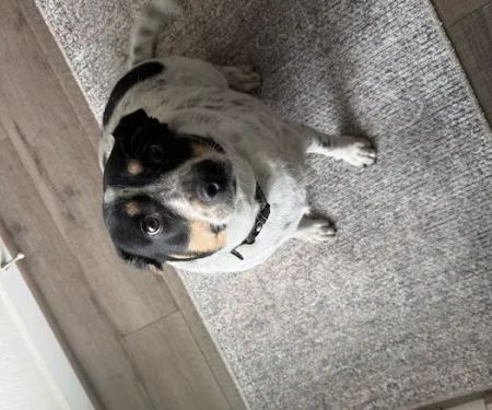 Vetco Total Care Animal Hospital