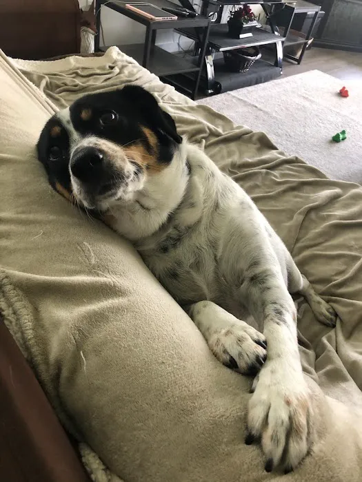 Vetco Total Care Animal Hospital Picture 4