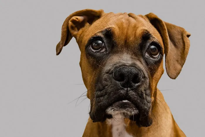 Chisholm Trail Veterinary Clinic of Lockhart Picture 1