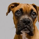 Chisholm Trail Veterinary Clinic of Lockhart