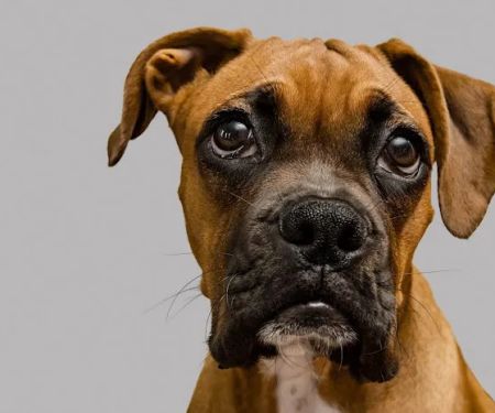 Chisholm Trail Veterinary Clinic of Lockhart