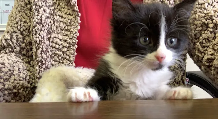 Chisholm Trail Veterinary Clinic of Lockhart Picture 7