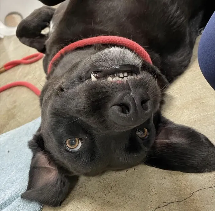 Chisholm Trail Veterinary Clinic of Lockhart Picture 8