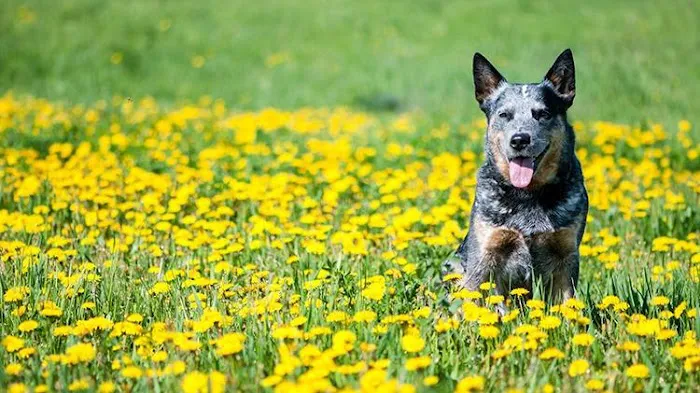 Chisholm Trail Veterinary Clinic of Lockhart Picture 9