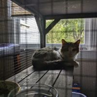 Lockhart Animal Clinic ico