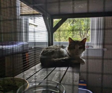 Lockhart Animal Clinic