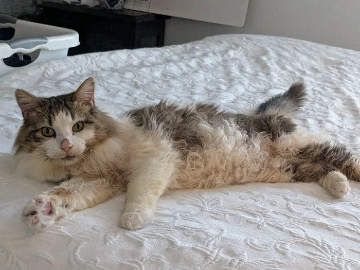 Lockhart Animal Clinic Picture 2