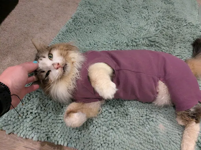 Lockhart Animal Clinic Picture 3