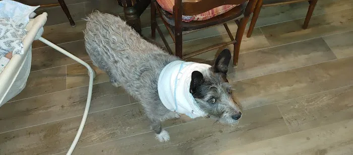 Acupuncture For Pets Picture 3