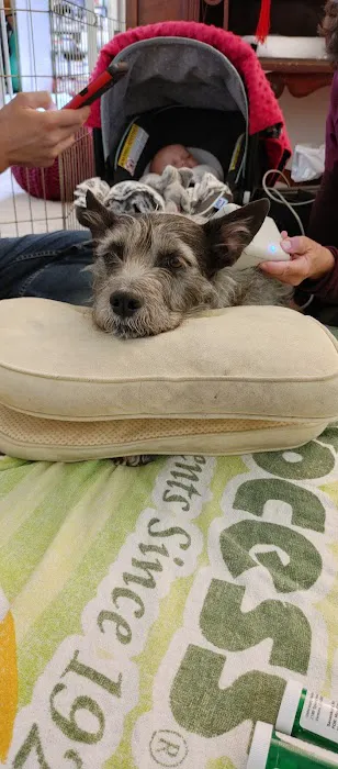 Acupuncture For Pets Picture 2