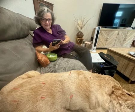 Acupuncture For Pets