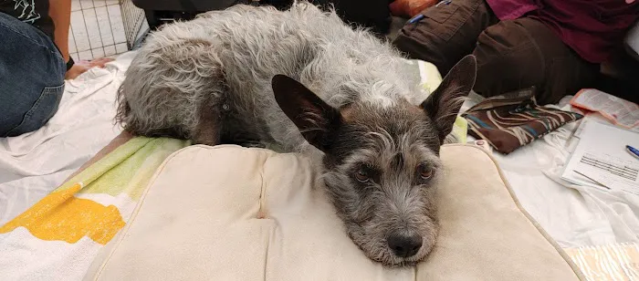 Acupuncture For Pets Picture 4