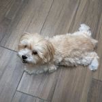 Mission Oaks Veterinary Clinic