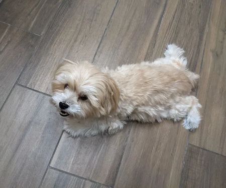 Mission Oaks Veterinary Clinic