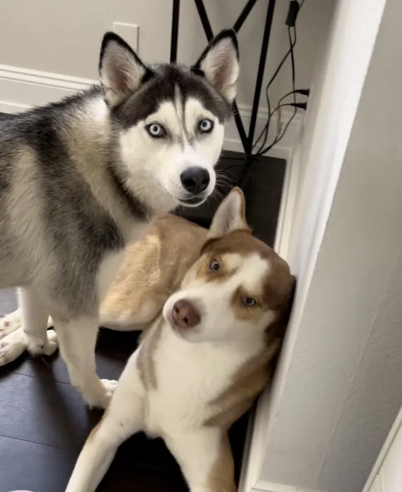 Pet Headquarters Picture 1