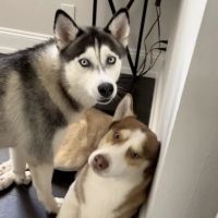 Pet Headquarters ico